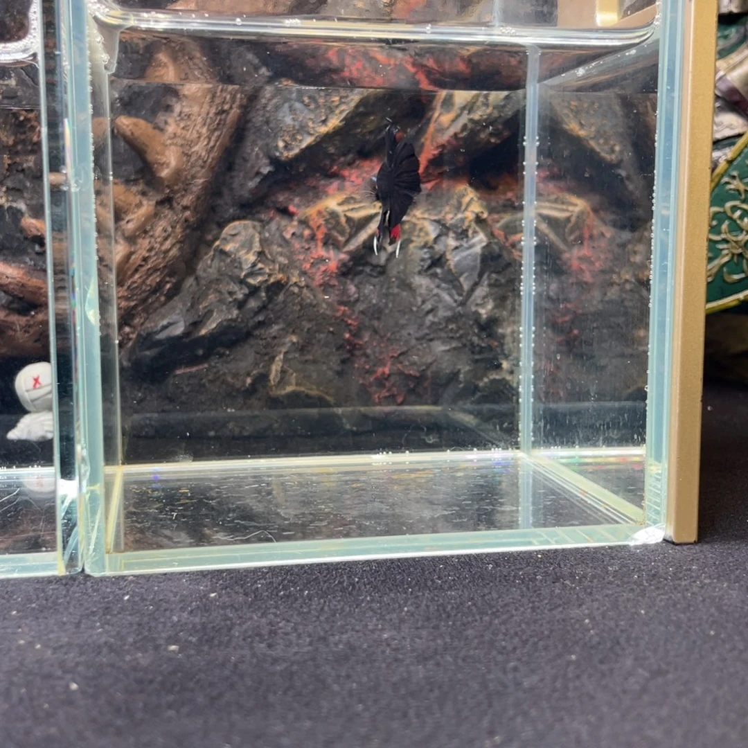 斗鱼十月二十五日竞价