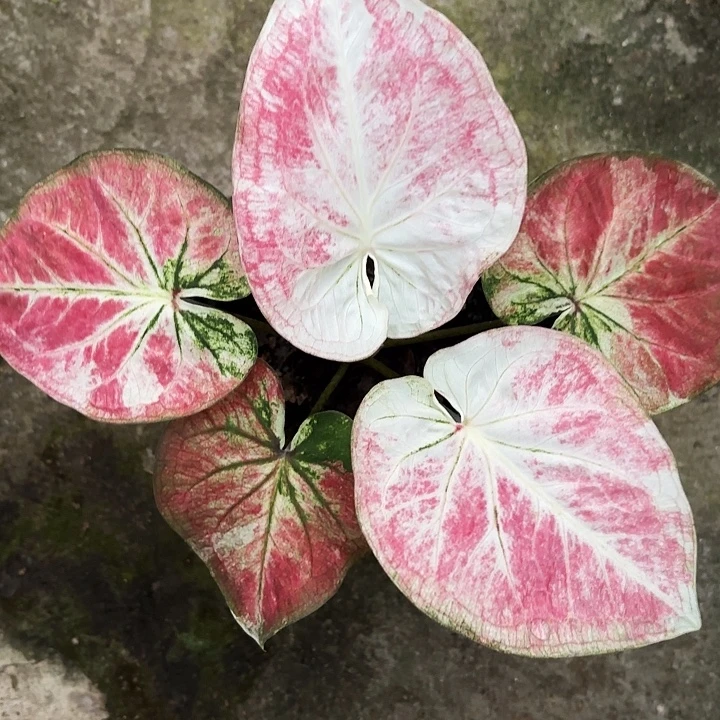 72-1209城市之光广东现货