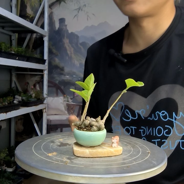 莫*它中青园艺一物一拍135