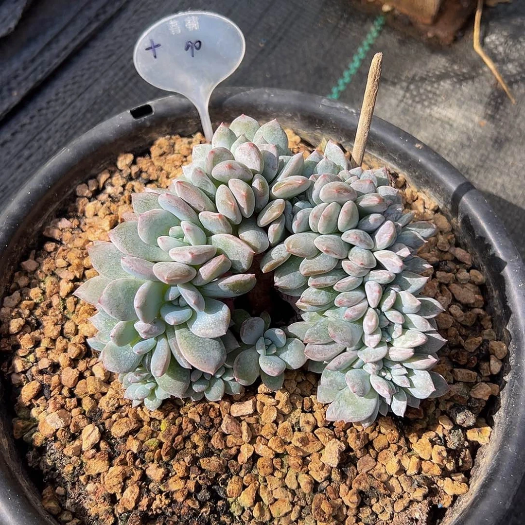 星影朵朵缀多肉植物