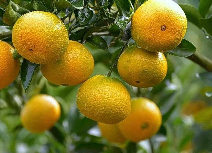 仙游钟山树上自然熟桔柚