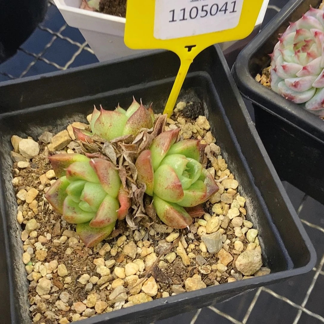 福利多多，1105041