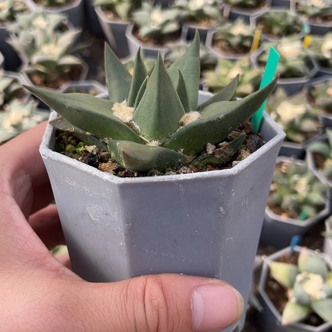 8.4cm实生短宽由龙牙牡丹