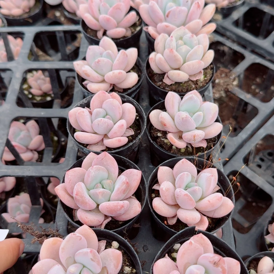 11-69雪莲美人十棵量拍