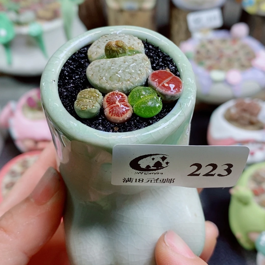 生石花花花花花花花223