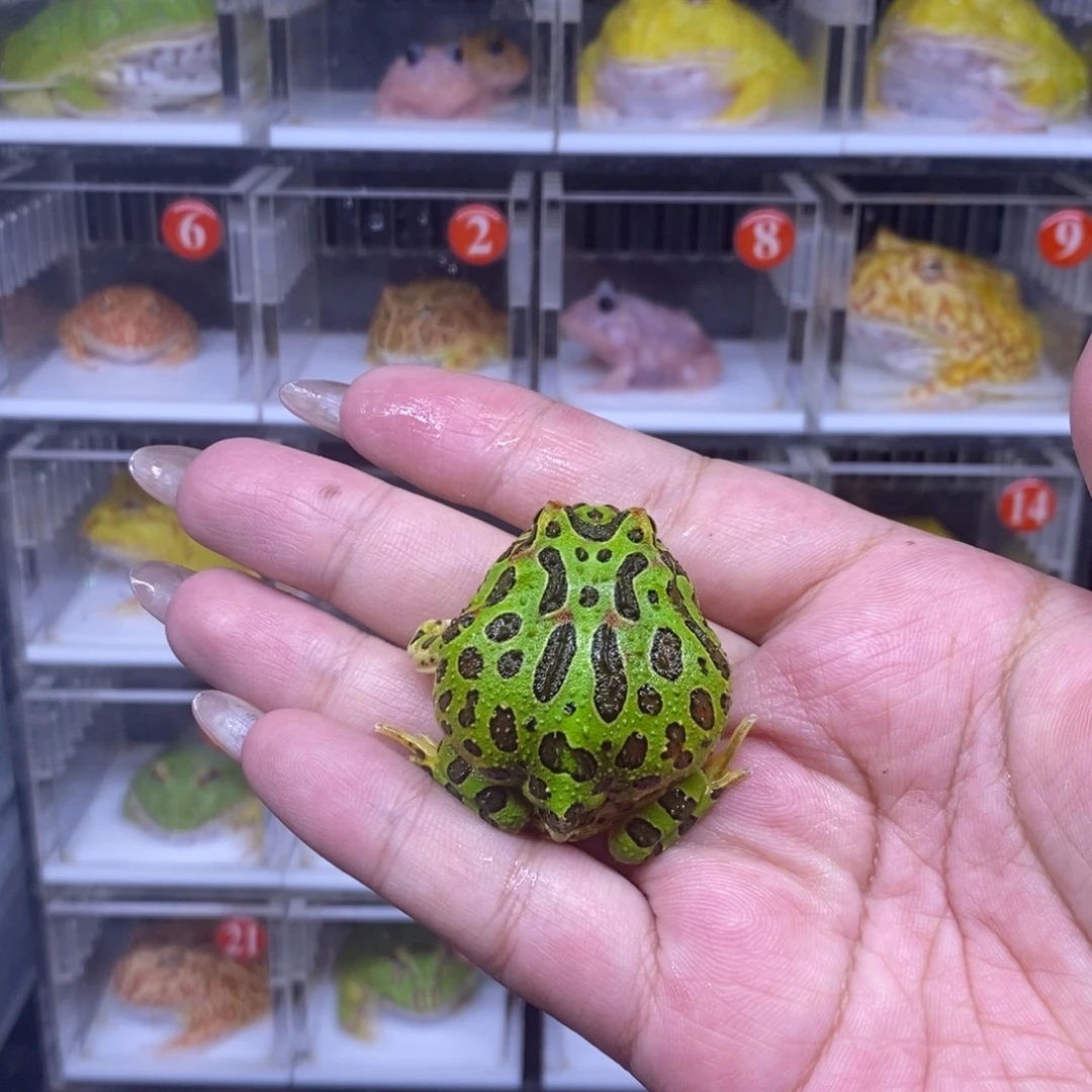 角蛙恭喜发财大吉大利
