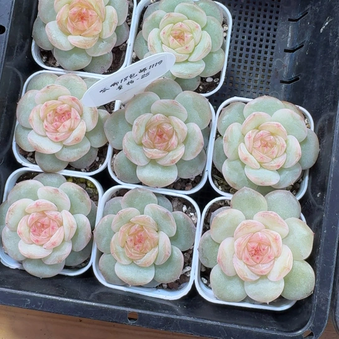 1119-025-芳草十九一颗量拍