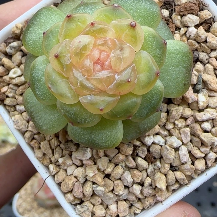 109号流萤晗雨多肉