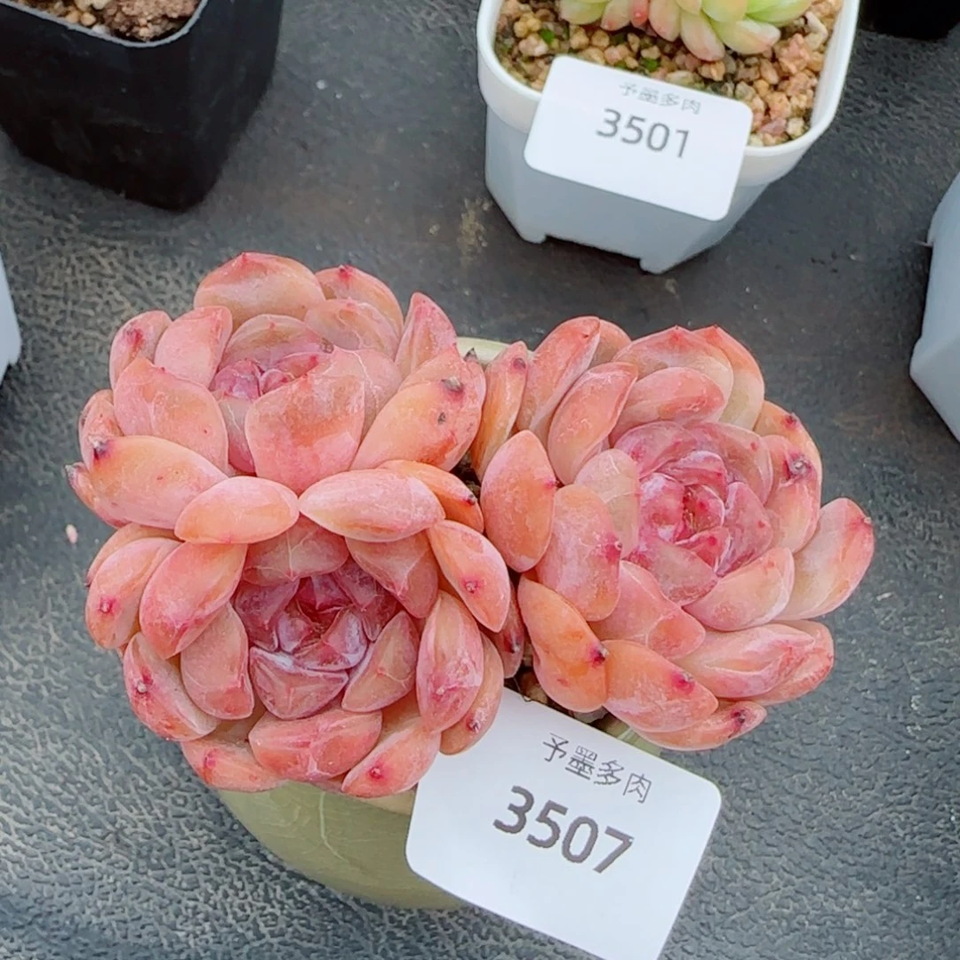 红恋，3507多肉植物