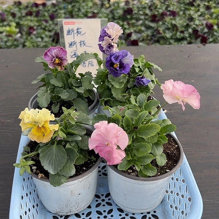 当前无花朵，栽培后可花朵059号