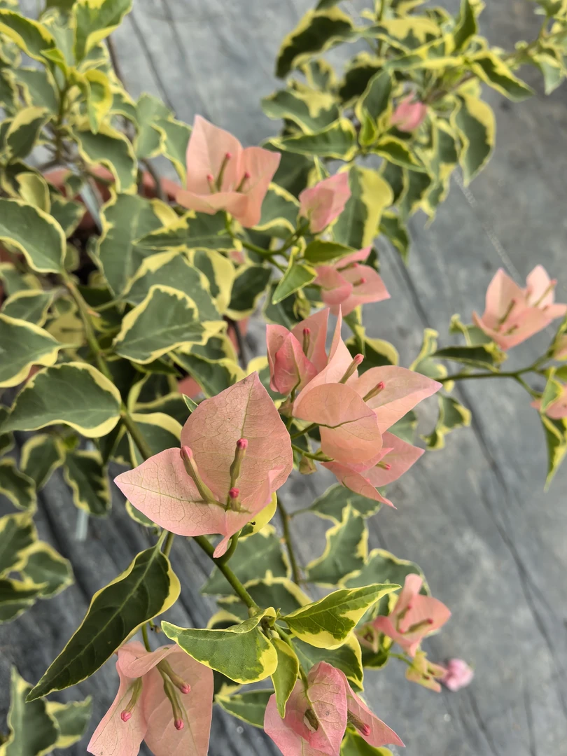 芊辰绿植 | 三角梅 马斯佩拉克 扦插苗阳台花园开粉色花盆栽植物