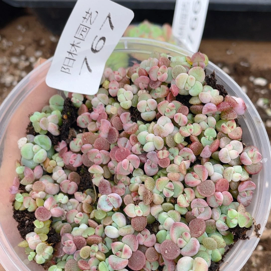 多肉植物多肉植物767