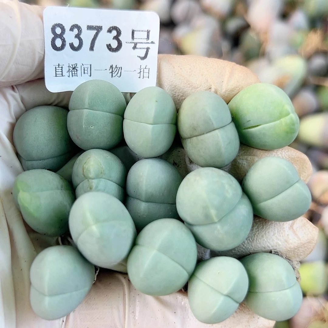 8373 好养易活生石花大母本15个
