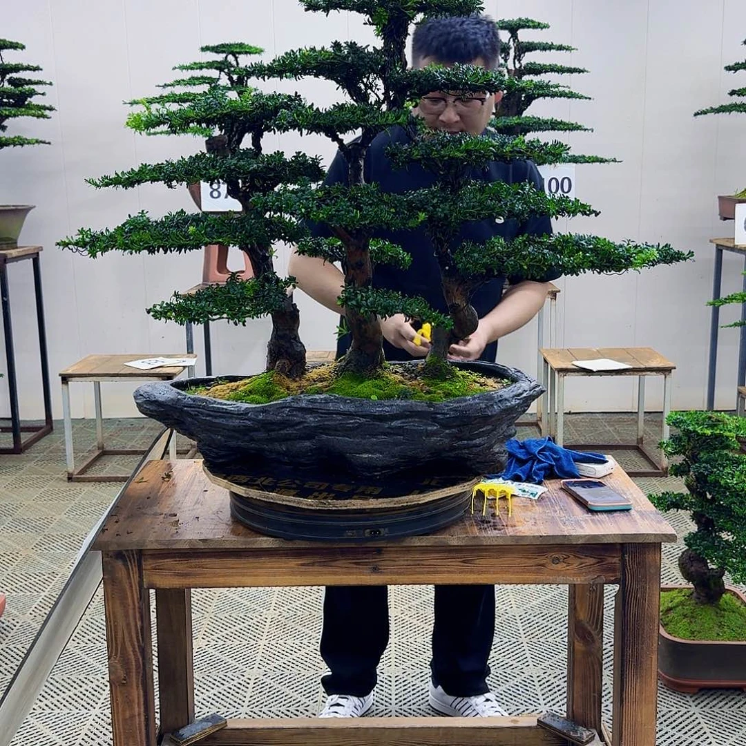 无花朵珍珠罗汉松造型盆景