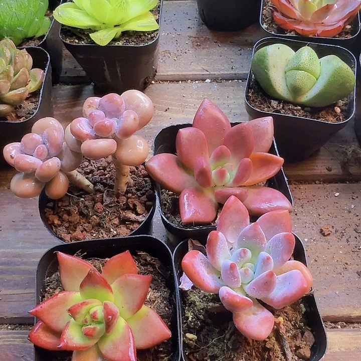 奥普 桃花源 罗卡 桃蛋双头