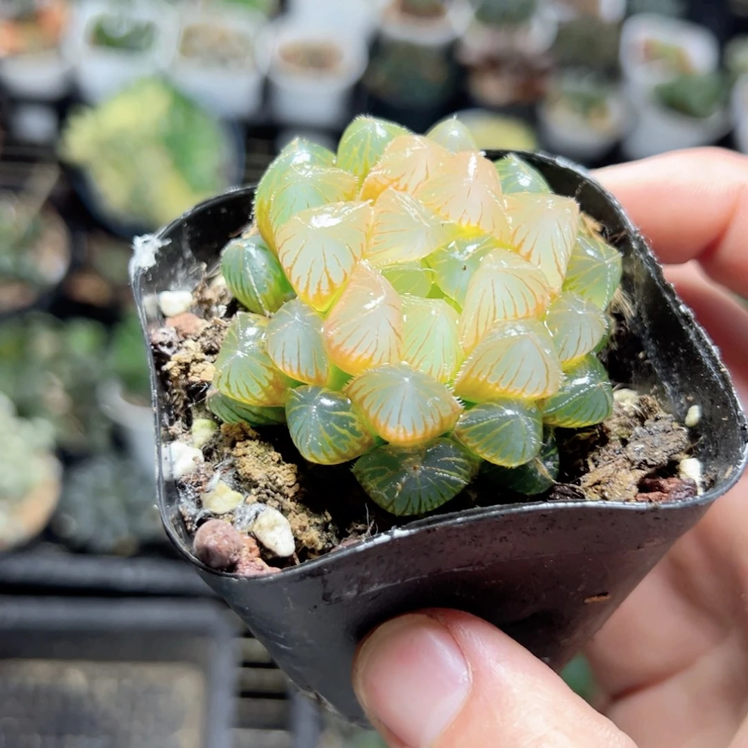 三3413多肉植物一颗