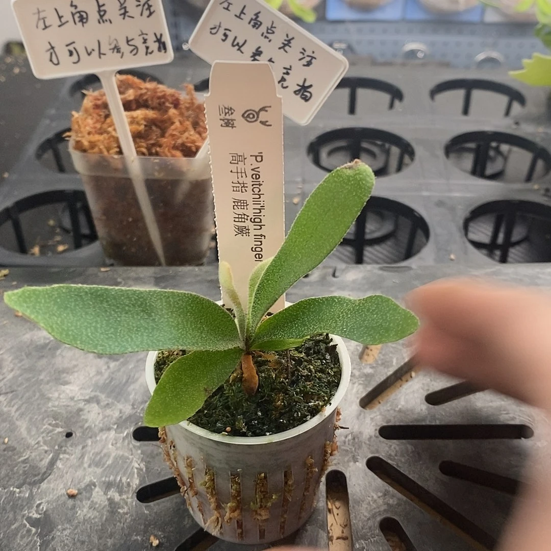 无花朵高手指鹿角蕨