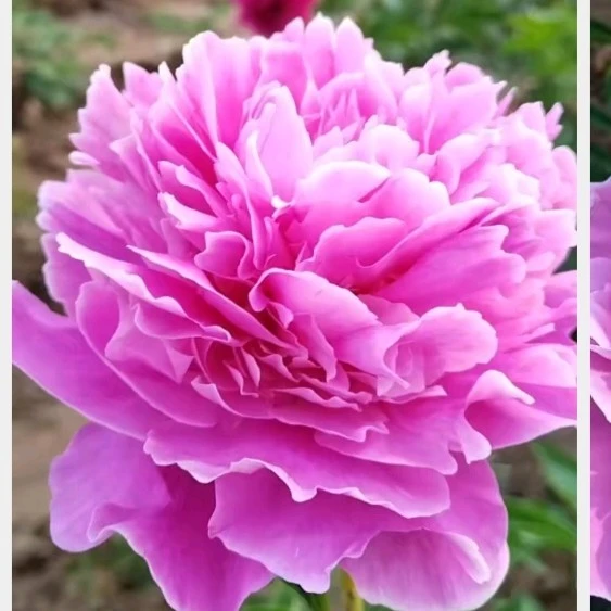 芍药凌花晨语8芽左右，预售先发肥料秋季裸根发苗