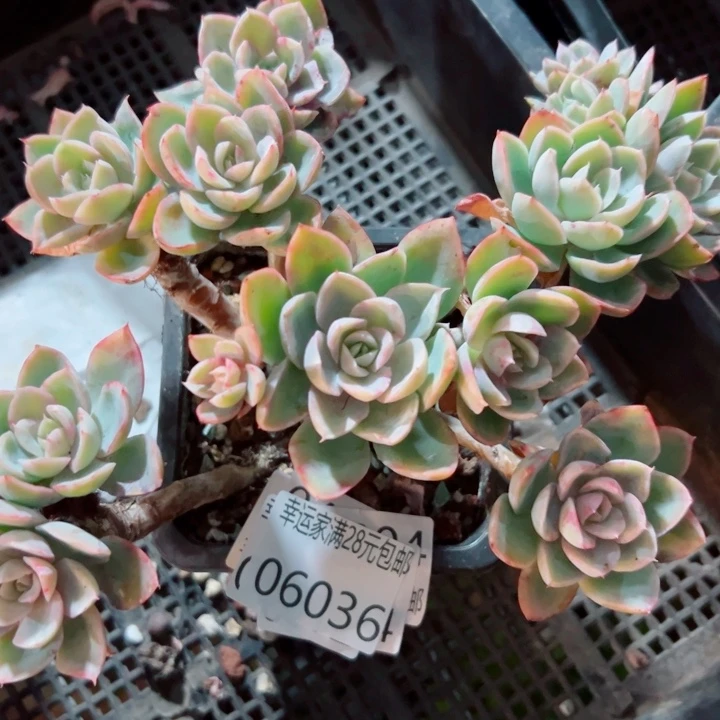 幸运的是我还没遇到幸运