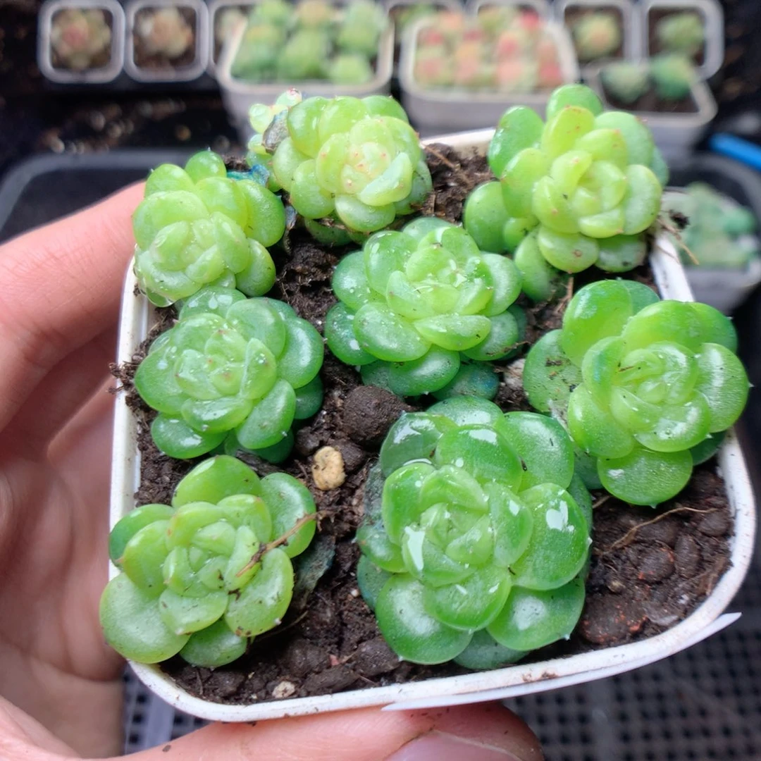 无花朵S91yyyyyyyt