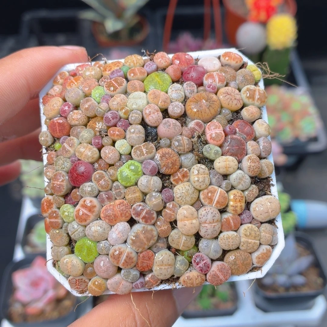 生石花切糕多肉9.9包邮发货