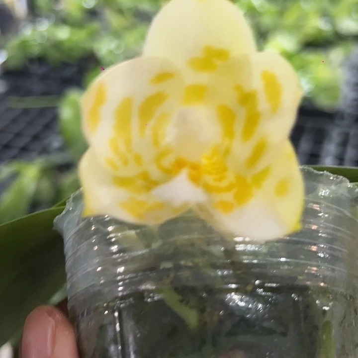 完全开放雅风情歌