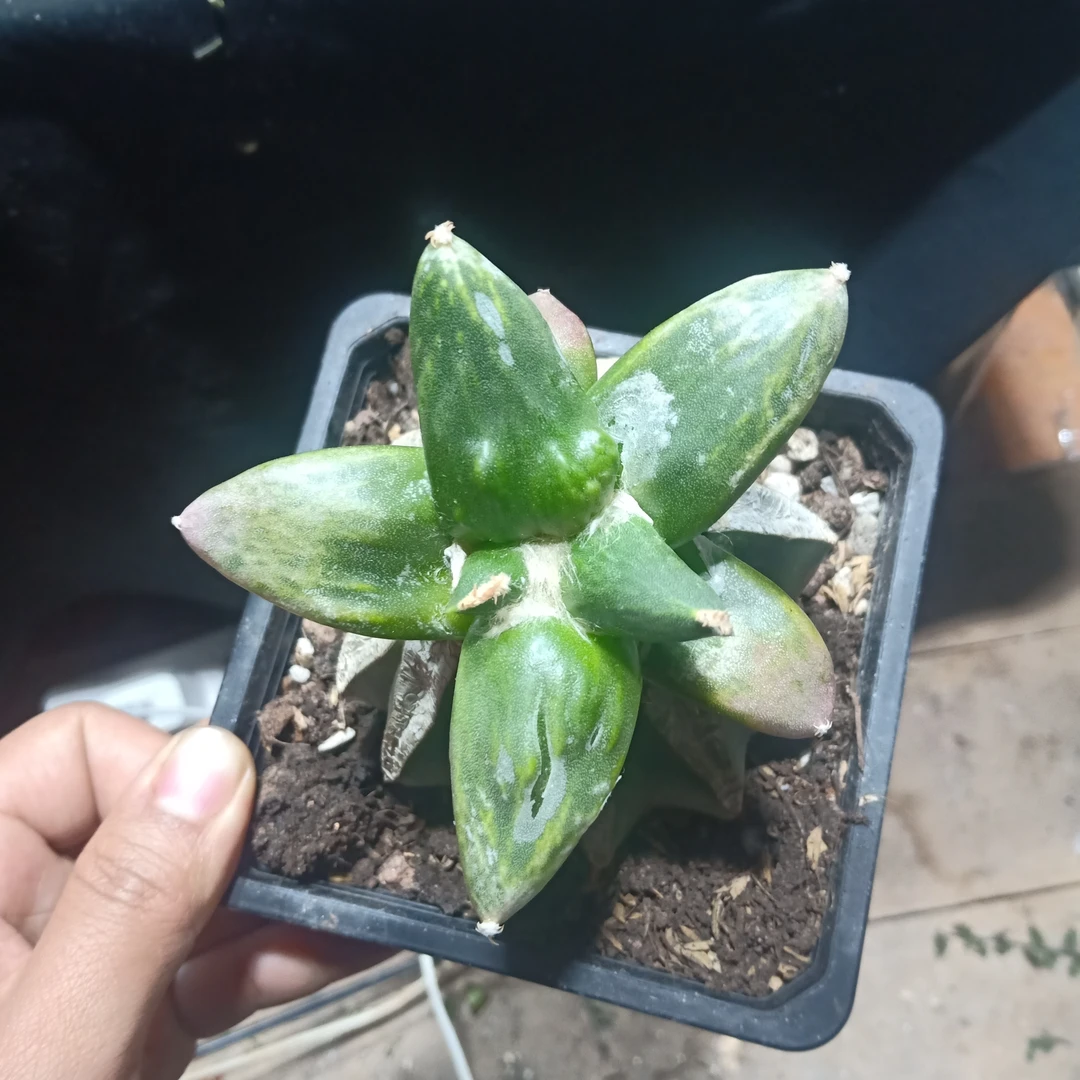 草球仙人球嫁接涛锦