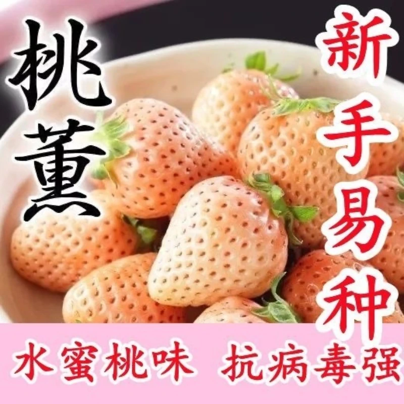 桃熏奶油草莓苗原盆原土带土球适合南北方阳台种植