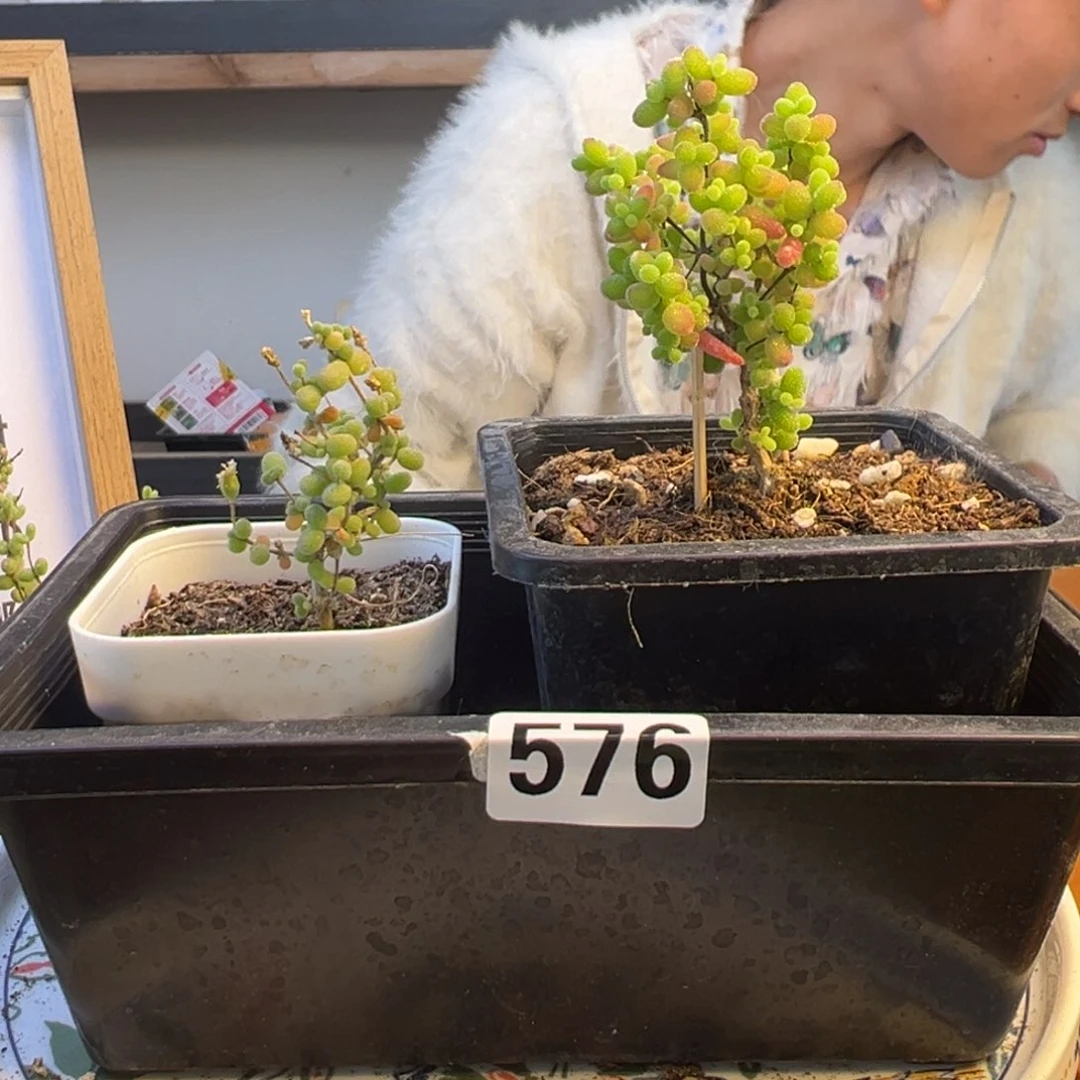 枝干番杏多肉植物576