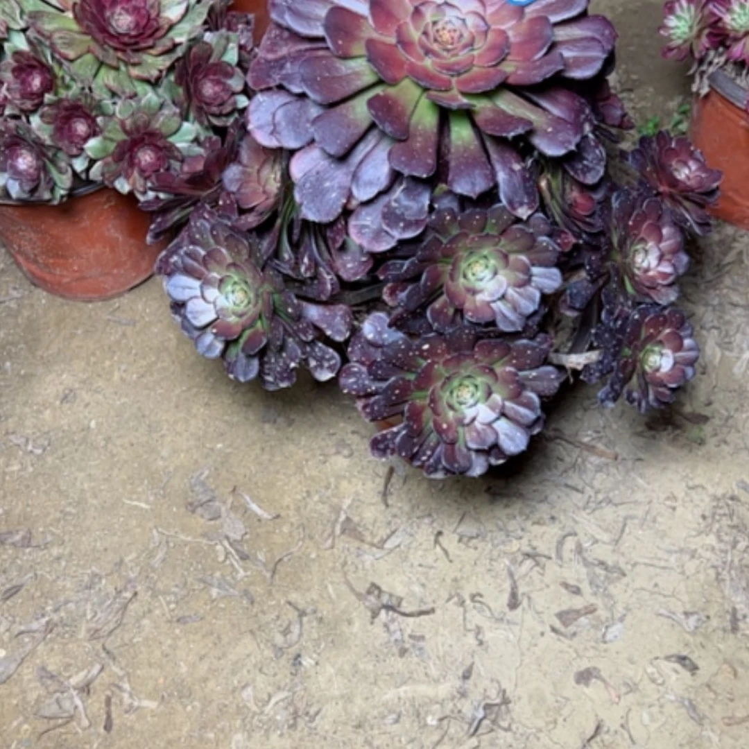【闪购商品】晓****味多肉植物黑萝莉65
