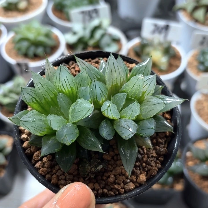 双头冰钻多肉植物