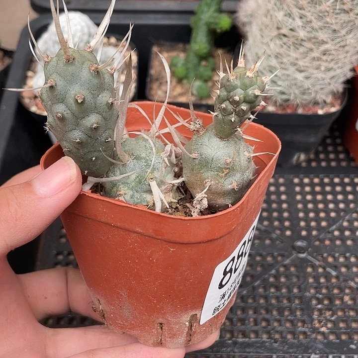 888纸刺团扇仙人球植物