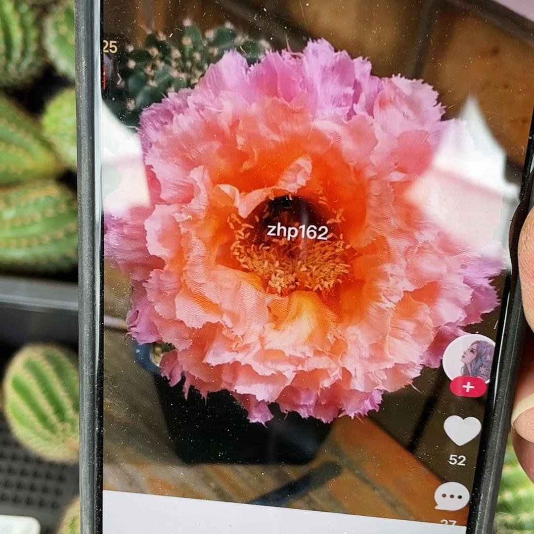 062侧芽歪5公分以上满18包邮