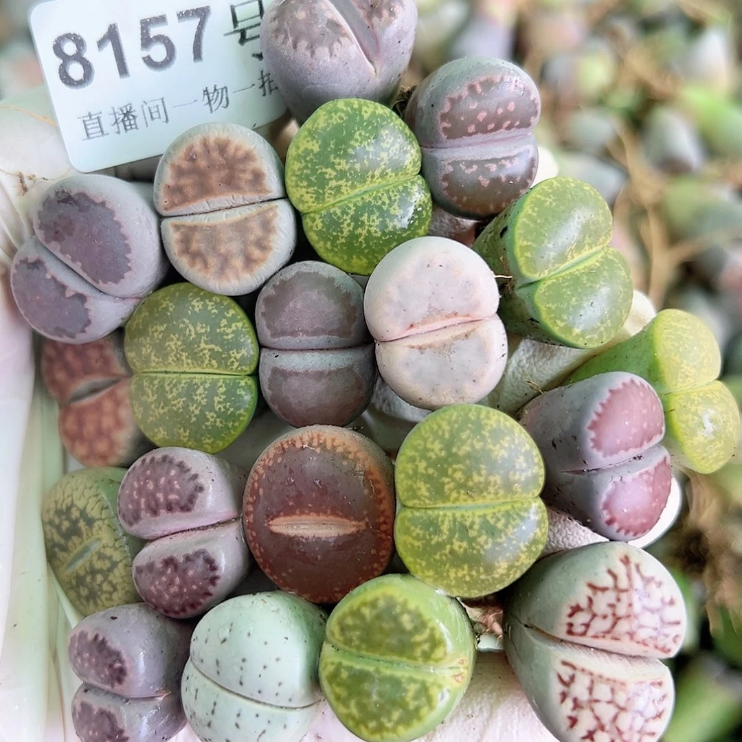 8157 好养易活生石花大母本20个