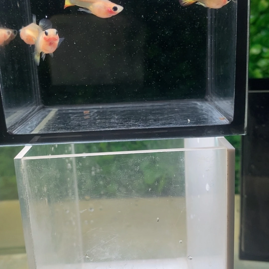 孔雀鱼小蜜蜂玻璃猫两对