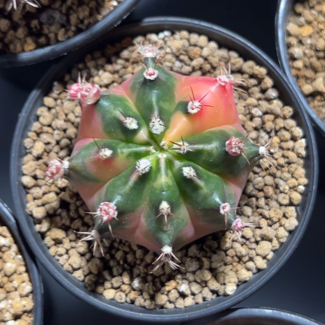 枫叶侧芽自根带盆土发货