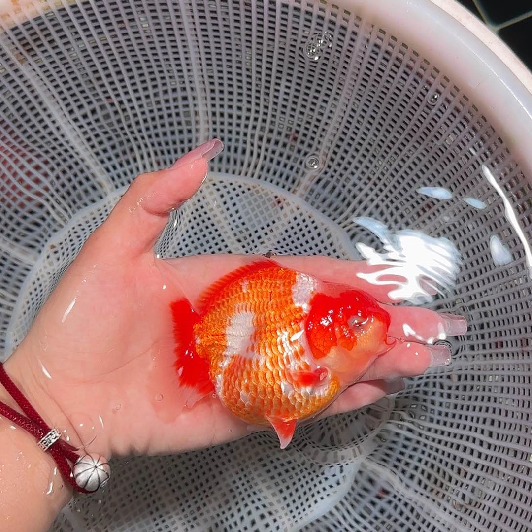 金鱼亚成红白短尾将军狮子