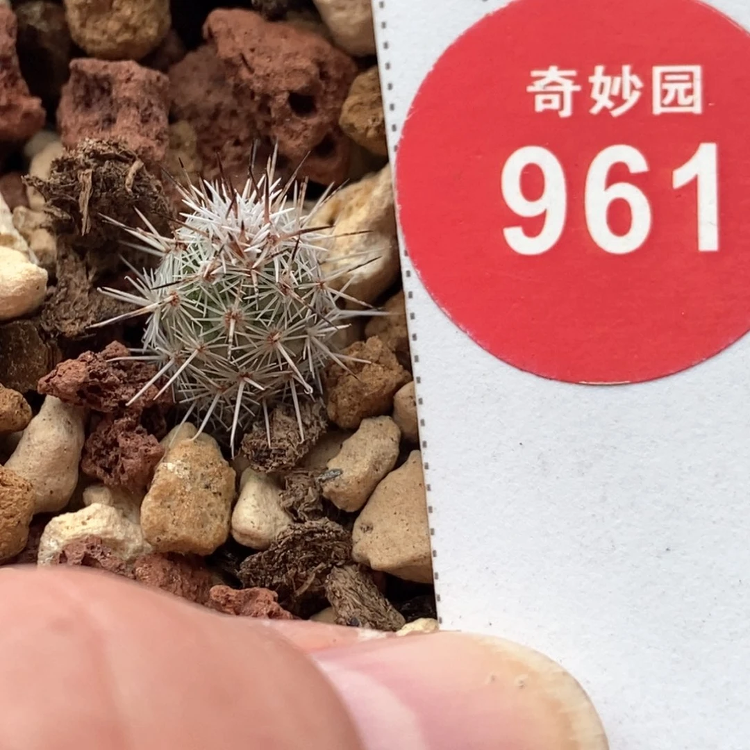 实生马贼0.9cm一棵仙人球