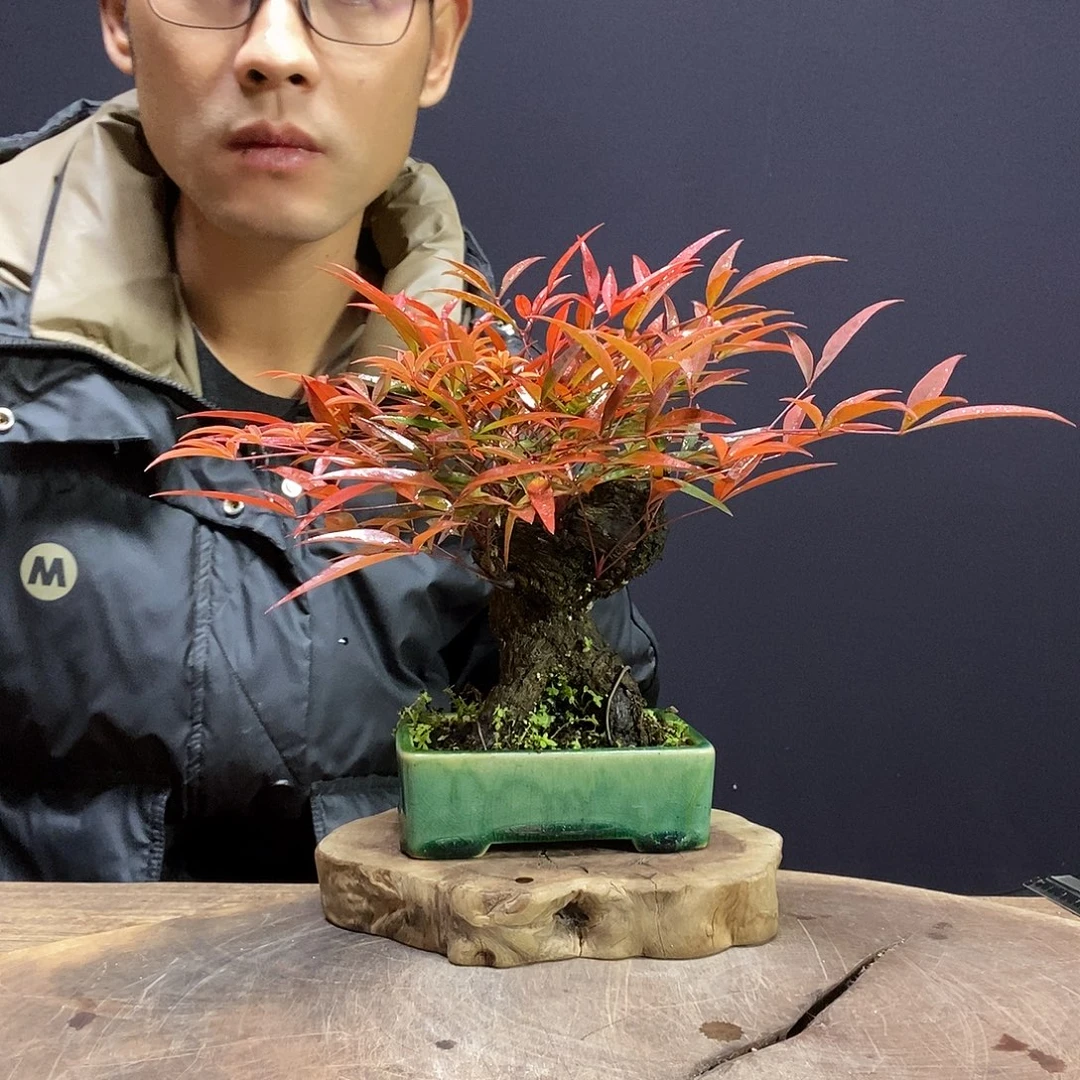 一物一拍火炎南天竹