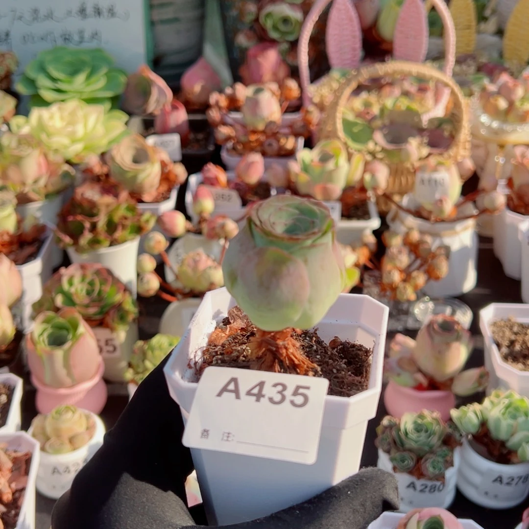 435桃子老桩。 一物一拍