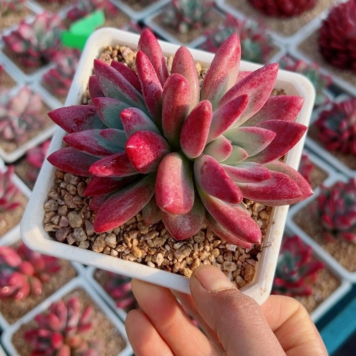 精品多肉植物老桩