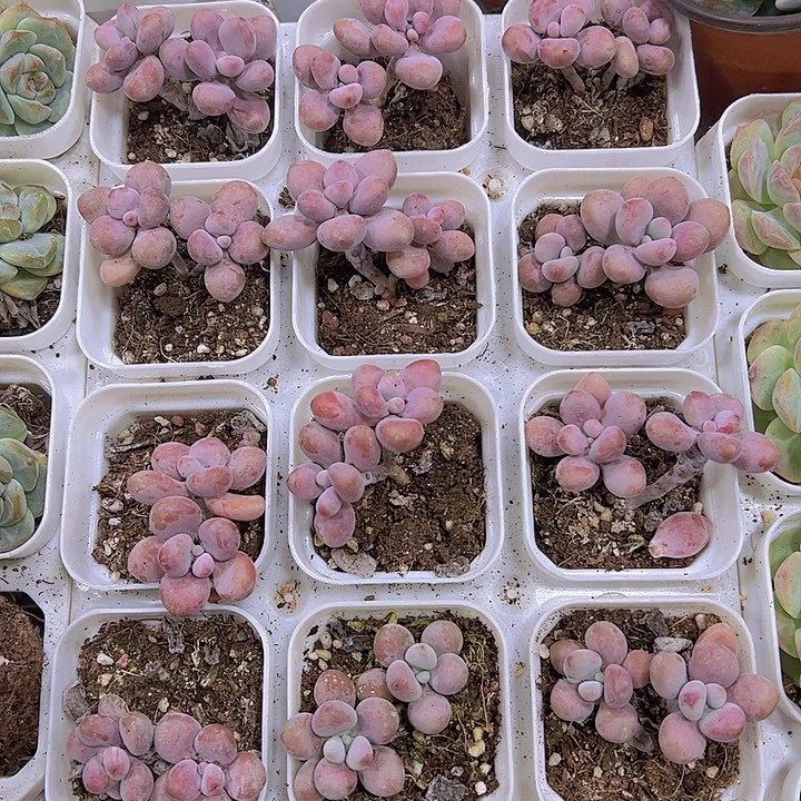 桃蛋19包邮多肉植物