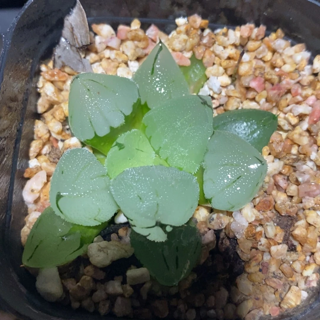 冰鸾玉一颗 开播福利