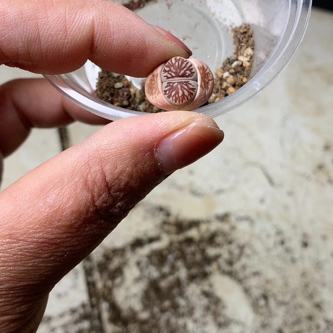 开**瓜A208多肉植物保护研究所