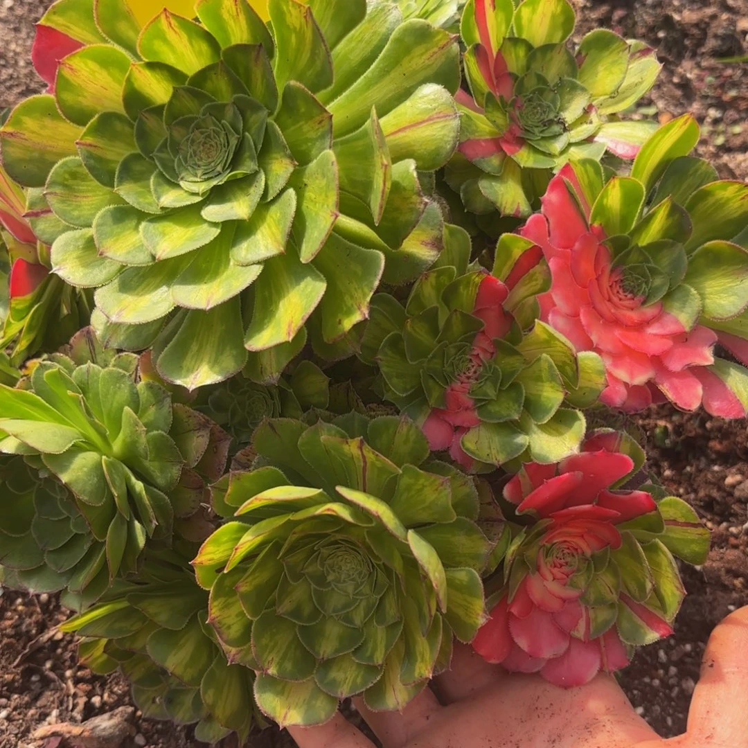 哈哈多肉葡萄福利516