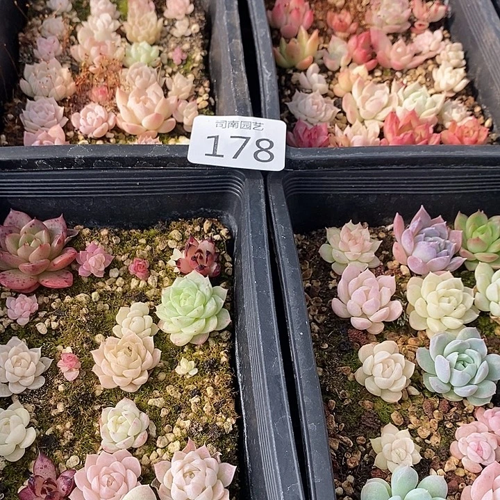 178 多肉植物盆栽花卉
