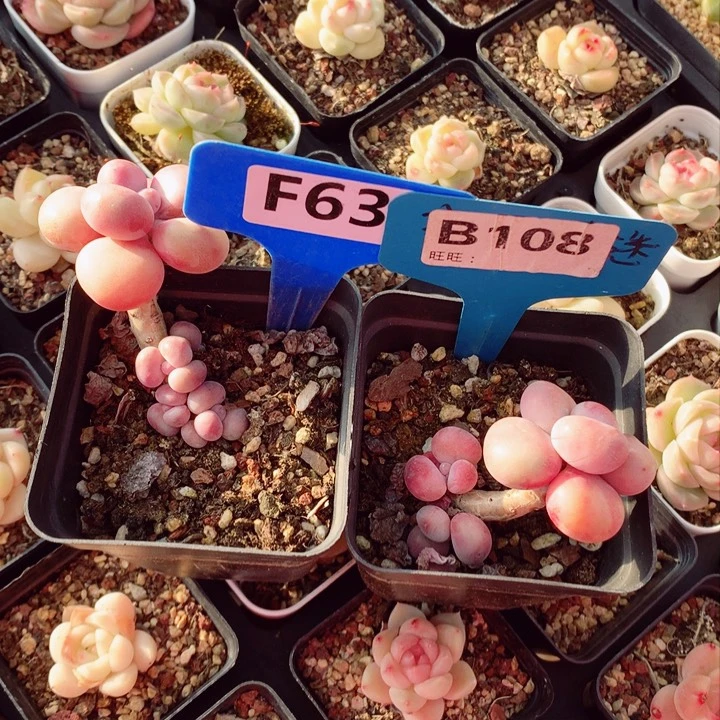 三*两颗桃蛋5cm多肉植物