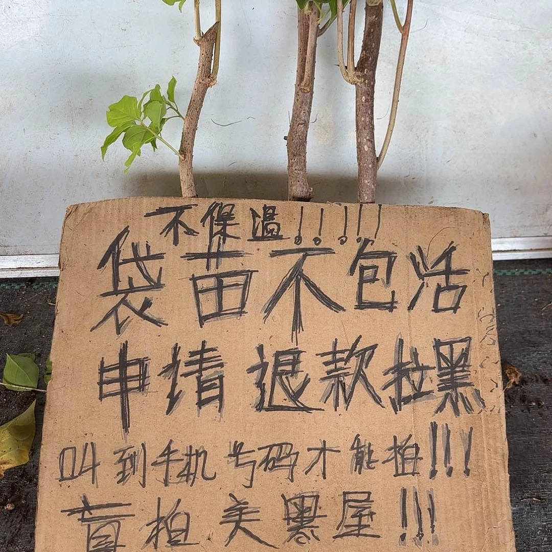 玫***刺当前无花朵，栽培后可花朵袋苗盲盒三颗不包活8