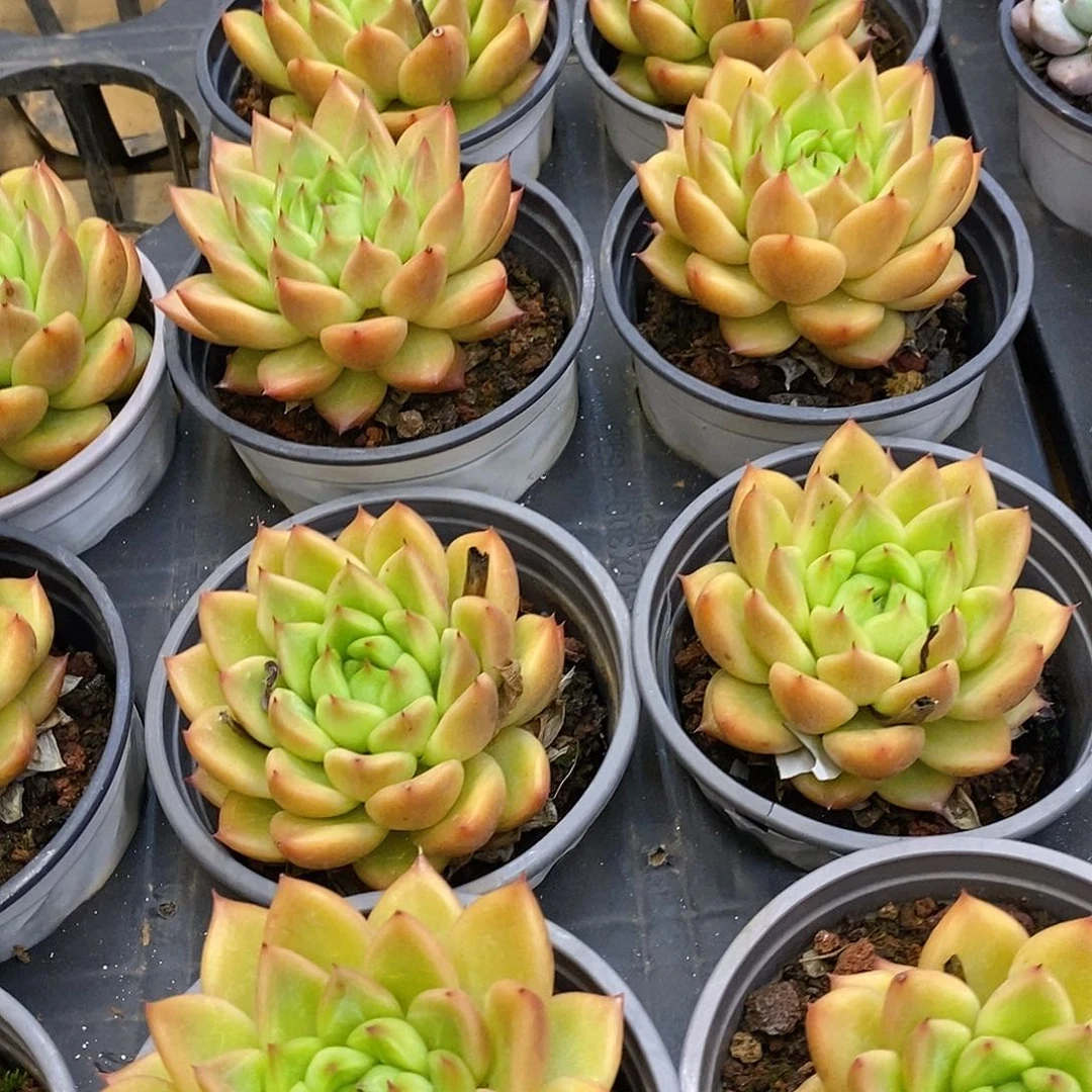 金汇园艺，团单头星空珍妮福利