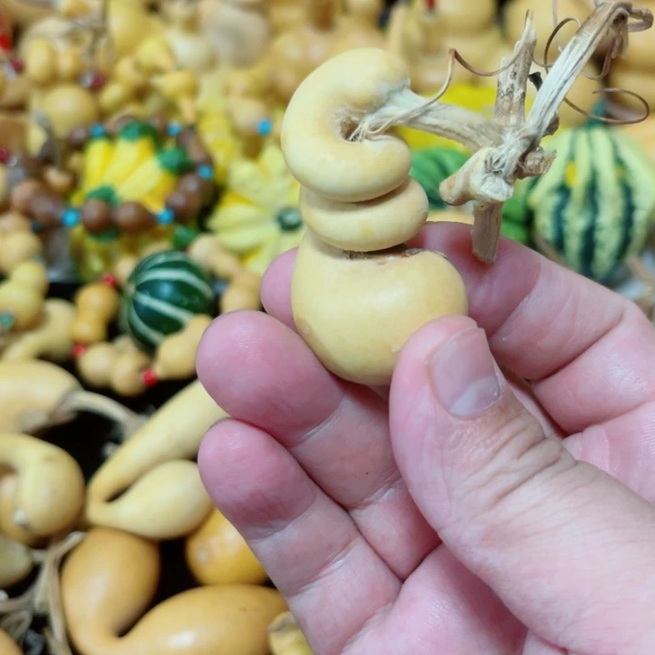 听***鱼蜗牛腰       蜗牛腰。
